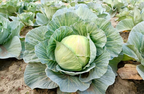 Vegetable Farm Website (Ready-to-Customize)