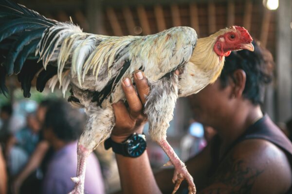 Join the Poultry Profit Club – Grow Smarter, Earn More!